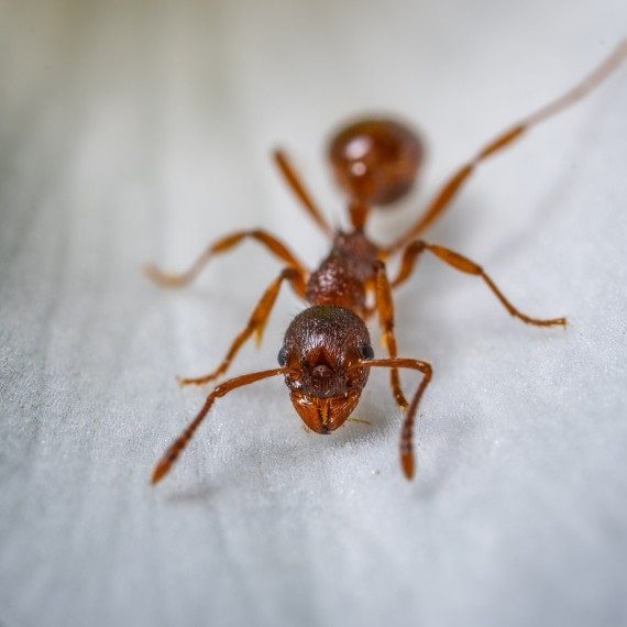 Field Ants, Pest Control in Seven Sisters, N15. Call Now! 020 8166 9746