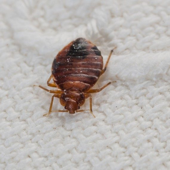Bed Bugs, Pest Control in Seven Sisters, N15. Call Now! 020 8166 9746