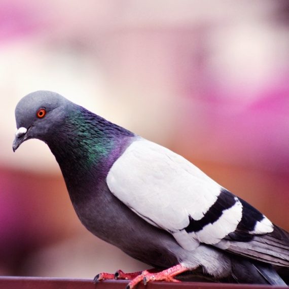 Birds, Pest Control in Seven Sisters, N15. Call Now! 020 8166 9746