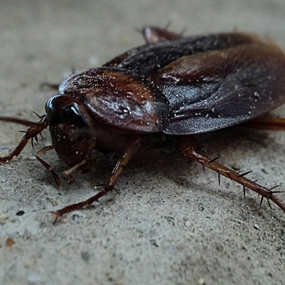 Cockroaches, Pest Control in Seven Sisters, N15. Call Now! 020 8166 9746