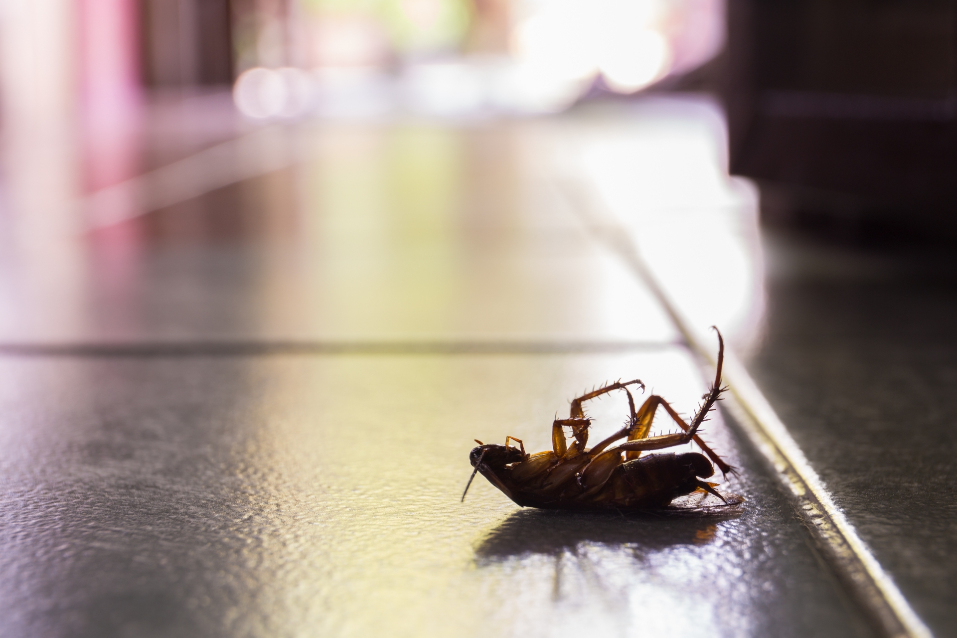 Cockroach Control, Pest Control in Seven Sisters, N15. Call Now 020 8166 9746