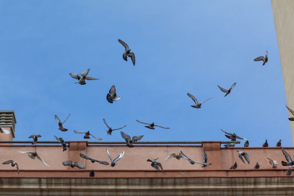 Pigeon Pest, Pest Control in Seven Sisters, N15. Call Now 020 8166 9746