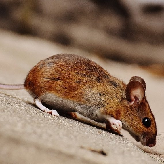 Mice, Pest Control in Seven Sisters, N15. Call Now! 020 8166 9746