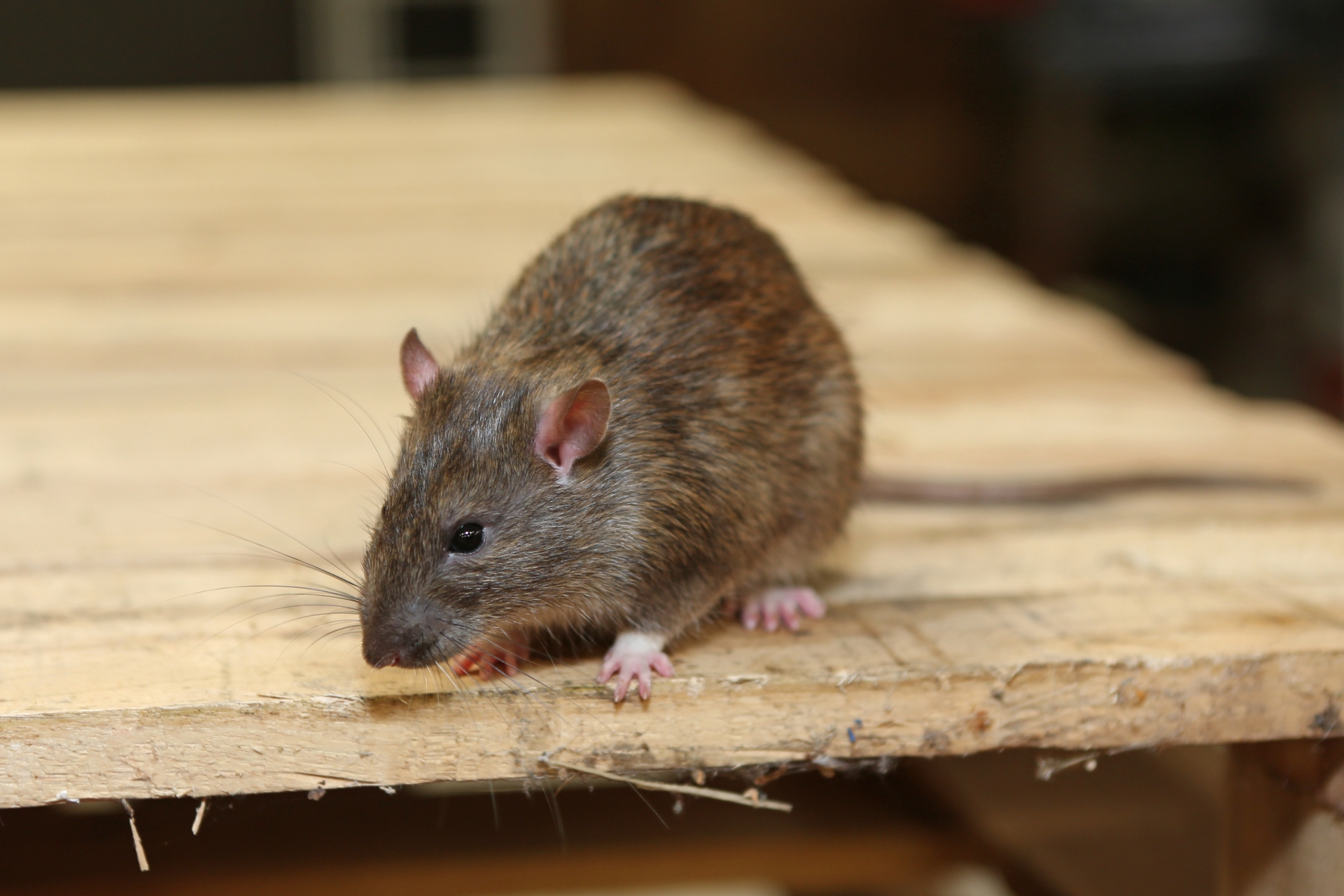Rat Infestation, Pest Control in Seven Sisters, N15. Call Now 020 8166 9746