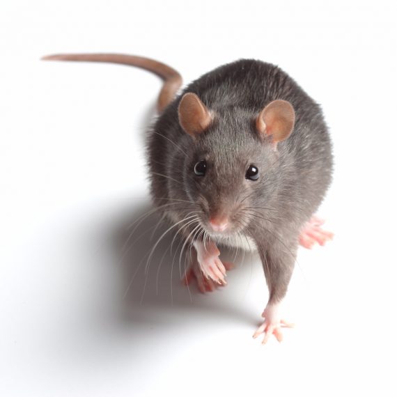 Rats, Pest Control in Seven Sisters, N15. Call Now! 020 8166 9746