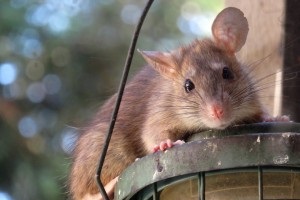 Rat Control, Pest Control in Seven Sisters, N15. Call Now 020 8166 9746