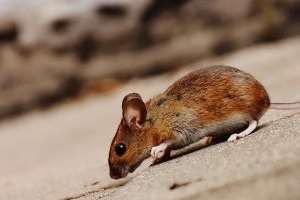 Mouse extermination, Pest Control in Seven Sisters, N15. Call Now 020 8166 9746