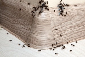 Ant Control, Pest Control in Seven Sisters, N15. Call Now 020 8166 9746