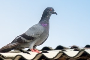 Pigeon Pest, Pest Control in Seven Sisters, N15. Call Now 020 8166 9746