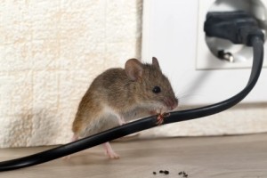 Mice Control, Pest Control in Seven Sisters, N15. Call Now 020 8166 9746