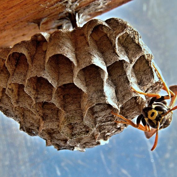 Wasps Nest, Pest Control in Seven Sisters, N15. Call Now! 020 8166 9746